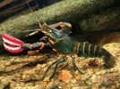 Your Next Set of Teeth Could Be Crayfish