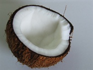Coconut image by SingChan