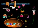 University of Louisville Scientist Discovers Method to Prevent Inflammation and Bone Loss Surrounding Teeth