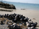 Nature Inspires New Approach to Treating Sensitive Teeth