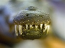 Researchers Look to Alligator Teeth as Model for Human Tooth Regeneration
